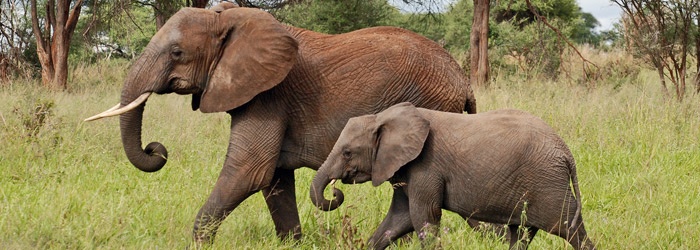 African-Bush-Elephant-in-Tarangire-by-Harvey-Barrison-blog.jpg