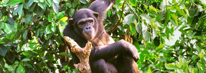 Chimpanzee-Tom-Carr-header