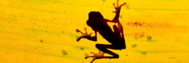 Frog-by-Greg-Basco