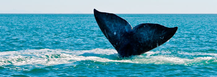 Gray-whale-tail-stock