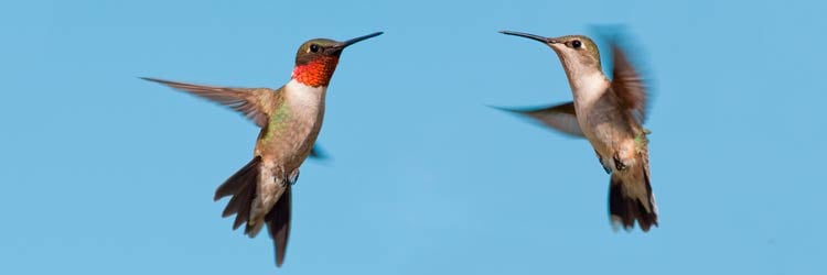 Hummingbirds-stock