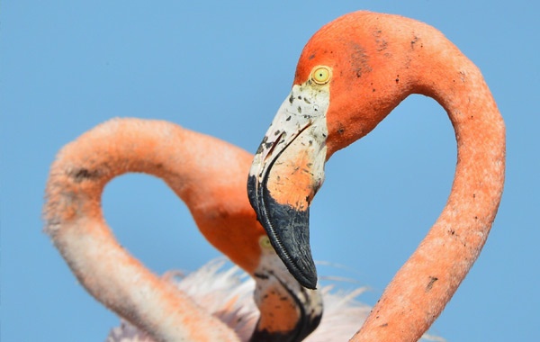 American-Flamingo-stock-blog-inline