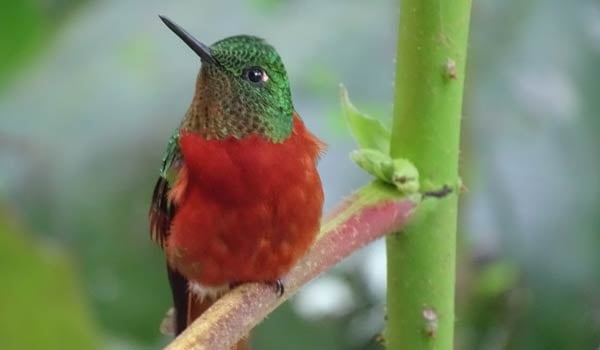 Chestnut-breasted-Coronet-at-San-Isidro