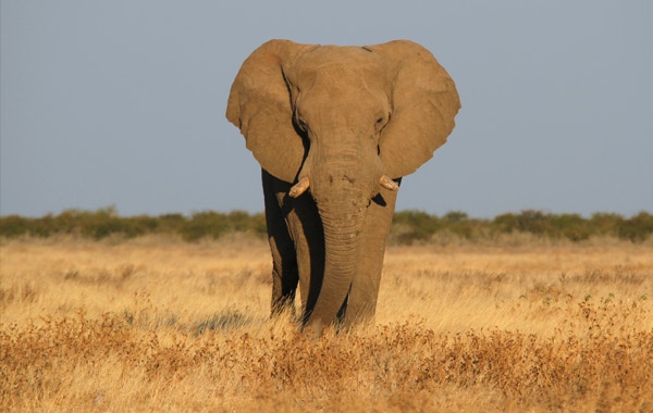 Elephant-in-Namibia-by-Pelin-Karaca