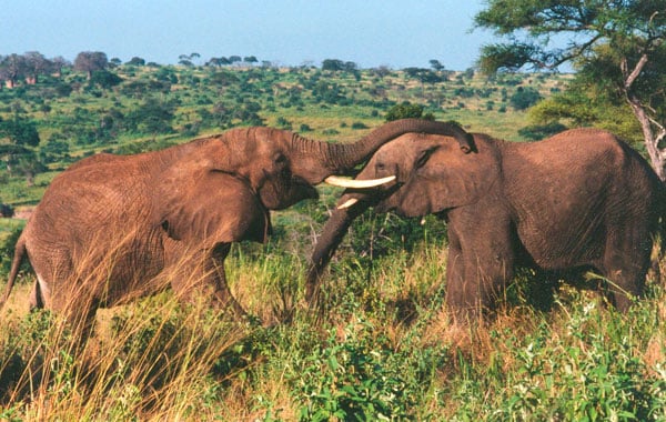Elephants-by-Tom-Carr