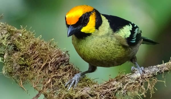 Flame-faced-Tanager-at-Amagusa
