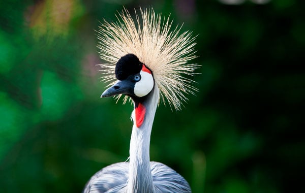 Grey-crowned-crane-stock