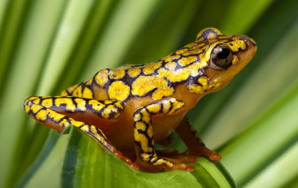 Harlequin-Poison-Dart-Frog-stock-blog-inline