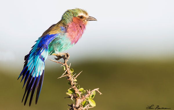 Lilac-breasted-Roller-by-Lou-Newman-blog-inline