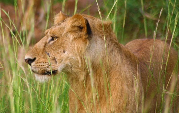 Lion-Uganda-Pelin-Karaca