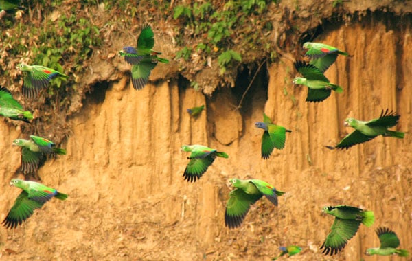 Parrots-at-clay-lick-by-Pelin-Karaca-blog-inline
