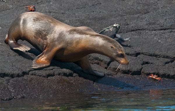 Sea-lion-Galapagos-by-Reinier-Munguia