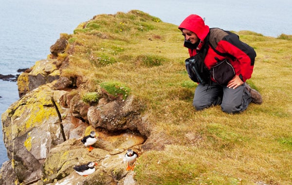 Studying-puffins-in-Iceland-stock