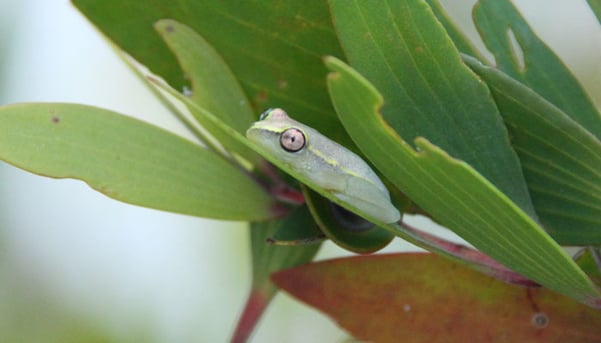 Madagascar-frog-by-Pelin-Karaca-blog-inline.jpg