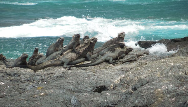 Marine iguanas by Ryan Dunleavy