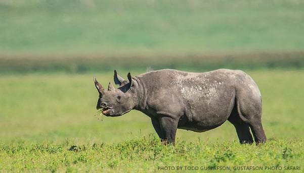 Rhino-in-Tanzania-by-Todd-Gustafson-Gustafson-Photo-Safari.jpg