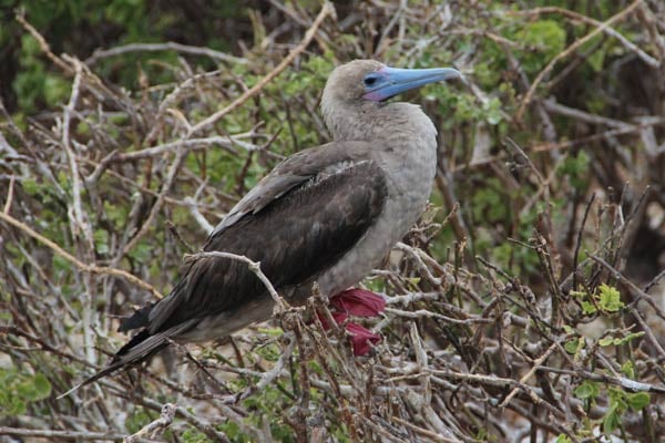 Red-footed-Booby-Lindsay-Taulbee